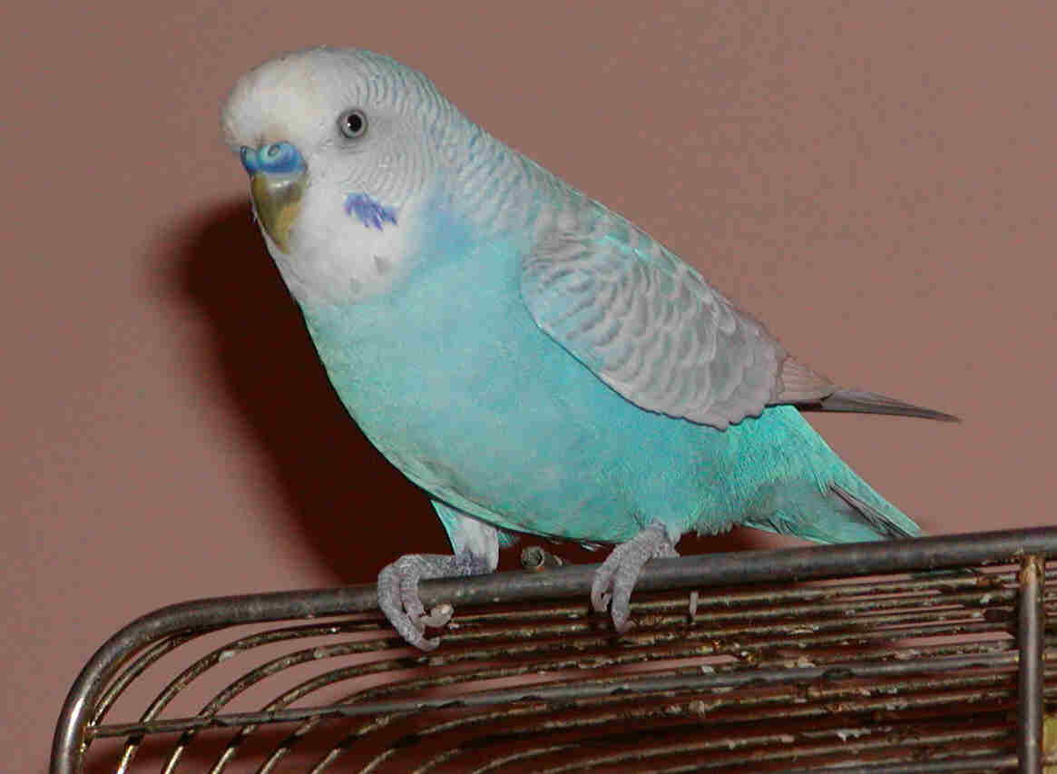 We can tell Nicky's a boy because the area above his beak, the cere, is blue
