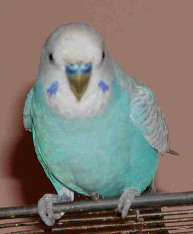 Nicky sits on top of his cage, looking down on his domain