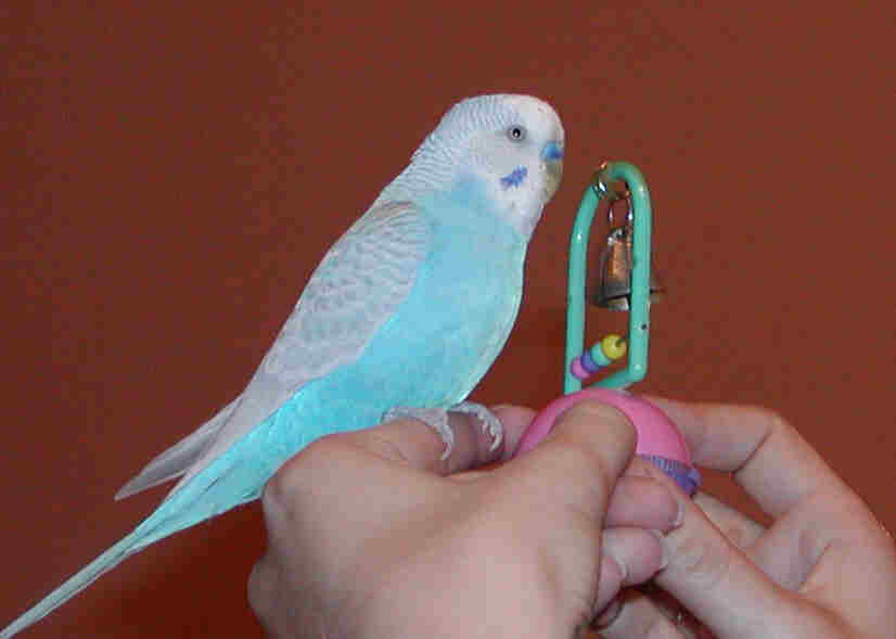 Isn't he a beautiful blue blessing?