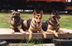 gsdgroupshot.JPG (20707 bytes)