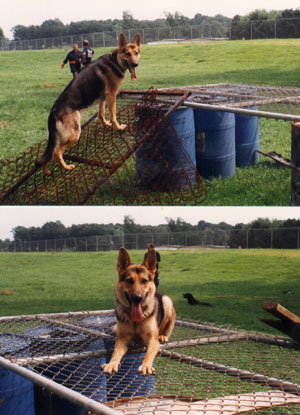 jakechainlink2pics.JPG (44664 bytes)