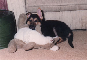 jakepuppy.JPG (14705 bytes)