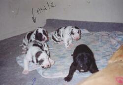 Xerox's pups