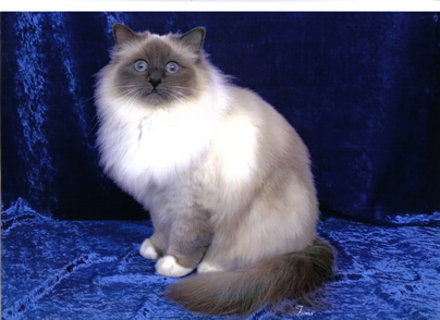 Sarika Blue Brumbie