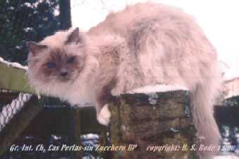 Int. GD Ch Las Perlas-sin Zucchero