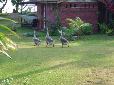 Guards marching