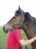 Yeh, she just put her head on my shoulder and stood there for 5 minutes. o.O Weird pony.