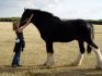 (Brookfield Royal Prince) I loved this horse SO much ... but he was sold, and I really miss him. :(