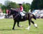 (Brookfields' Joe) I take back everything I said about this horse - he pulls like a steam engine, but look how fuckin' gorgeous he is. A lovely ride.
