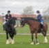 (Brookfield Major) Shire Horse Show; Major congratulates the winner!