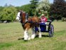 (Brookfields' Argonaut) Being driven here by Pip. Bless him. ^-^
