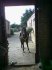 A photo of Pepsi through the stable door, jus' before we went out on a ride.