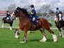 (Brookfield Major) Shire Horse Show again - lap of honour time!