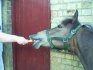 I just laugh every time I see this ... it's so wrong. I swear horses' faces shouldn't go like that.
