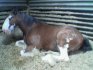 (Brookfields' Argonaut) Because he works so hard... :P
