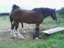 (Brookfields' Major) An old photo. The horse behind him is Barney ... also dead. Wow, this is a happy photo. o.O