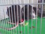These were my rats, Sirius and Orion. Orion died November '04, and Siri died May '05 ... and I still miss them. :'(