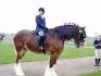 (Brookfield Smokin' Joe) Sadly, Major died in February so i was paired with Smokey for the Shire Horse Show 2005