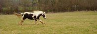 o.O Yeh, why you shouldn't get in his way. RUN JOSH RUN!