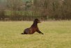 Hehehe, Peppi gettin' up after a roll. 