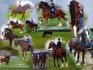 For Major, a supremely talented, beautiful and gentle horse.