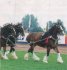 (Brookfield Smokin' Joe) Scanned from an issue of Horse magizene (hence quality). This formation is known as a "unicorn", and that's Smoke in the lead with Comet at the back, nearest the camera. I dunno who the other one is!