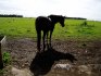 Hehehe, pretty pony.