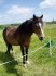 Check out the mare's daisy-chain accesories. :)