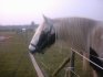 Told you he was a Unicorn!