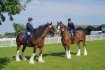 (Brookfields' Comet and Smokin' Joe) Comet came 2nd ... whoo him! :D