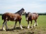 (Brookfield's Argonaut and Smokin' Joe) Looking pretty in the sunshine. :)