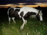 Devil horse