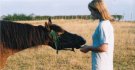 Old picture. See, the mare was lazy even then ... can't even be arsed to move so she can get her polo easier!