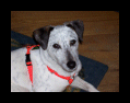 [ Arthur a Italian grayhound/Terrier mix 12k ]