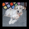 [ Butterscotch a mix Terrier 16k ]