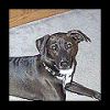 [ Raisin a Whippet mix 19k ]