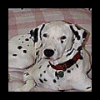 [ Rudy a black & white Dal 10k ]