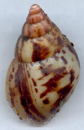 Achatina albopicta