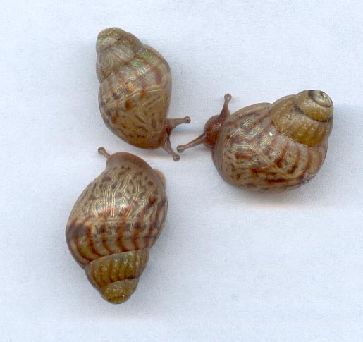 the baby smithii