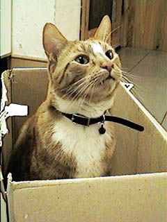 Boxcat!