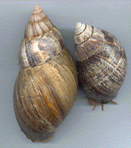 fulicia on the left and immaculata on the right