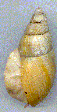 Achatina iradeli