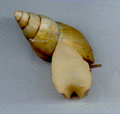 underside view