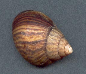 juvenile immaculata