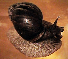 fulicia travelling up the wall of the tank