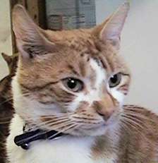 I swear that was a mouse!