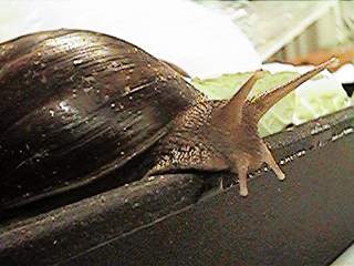 Chewey, an Achatina fulicia
