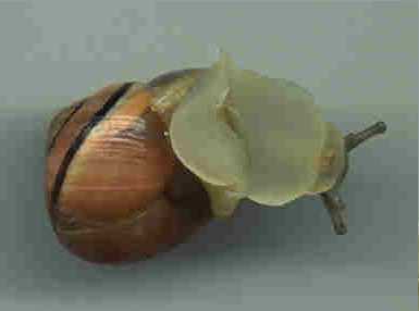 Orange glossy shell