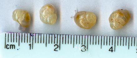 newborn iradeli