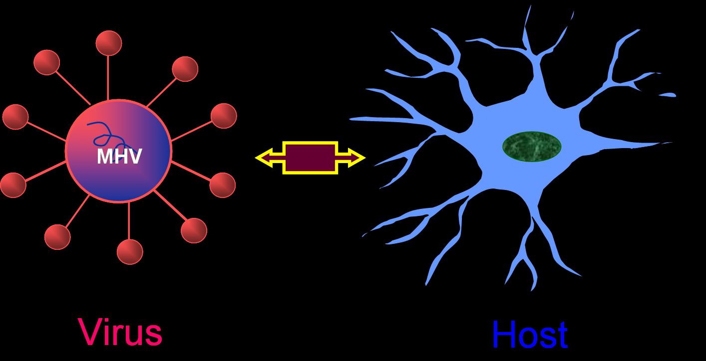 Cell to cell communication in MHV induced demyelination